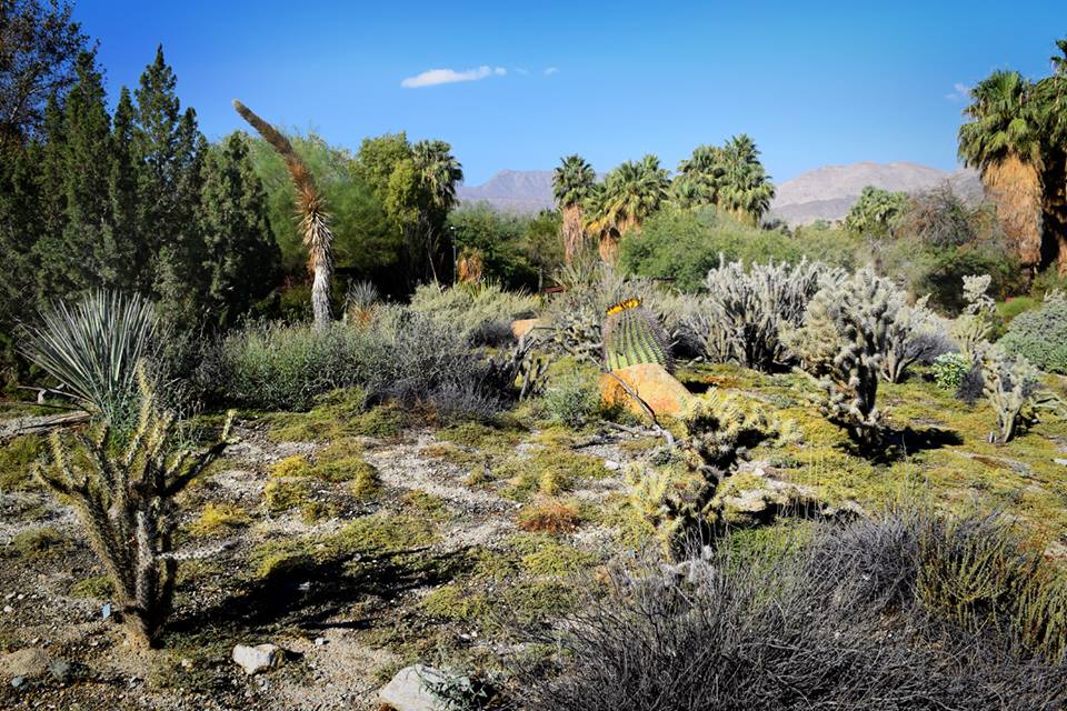 Palm Springs The Living Desert Zoo Botanical Garden Near Los Angeles   01 The Living Desert In Palm Springs  